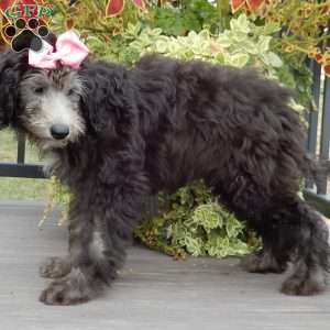 Samantha (medium), Sheepadoodle Puppy